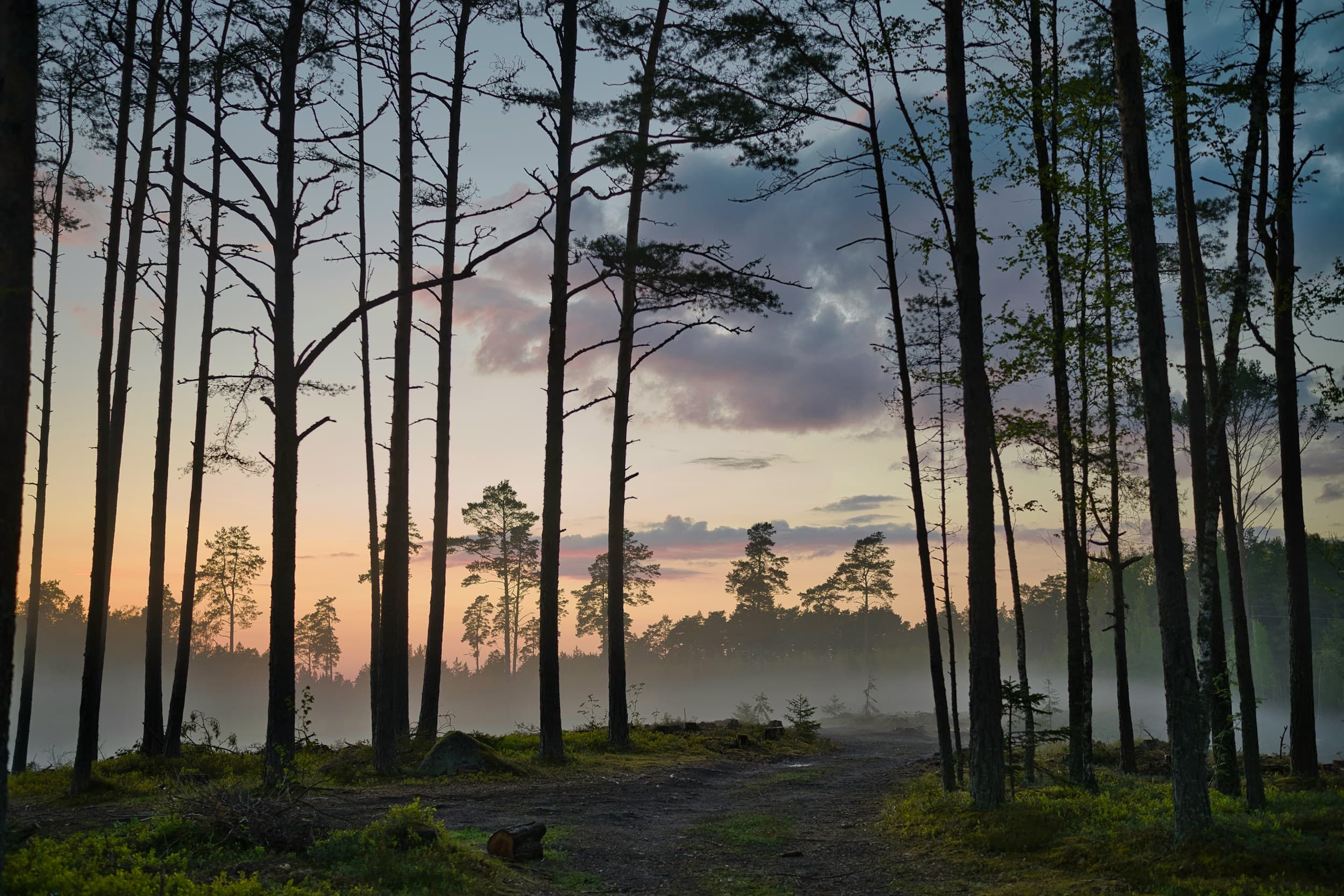 Hiiumaa forest